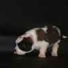 beautiful-st-bernards-puppies-for-sale-5f514643e368a