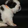 beautiful-st-bernards-puppies-for-sale-5f514735c9962
