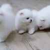 Mini Pomeranian-WHATSAPP: +4368110847525