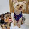 Yorkshire Terrier puppies for sale 