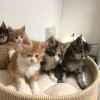 Liebevolles Maine Coon Babys Kitten mit 