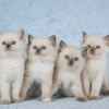 4-Cute-Ragdoll-kittens-on-silver-blue-background-fabric_Linn-Currie_Shutterstock