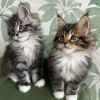 Home Raised Maine Coon Kittens